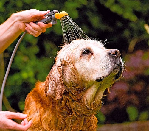 camper shower for the dog