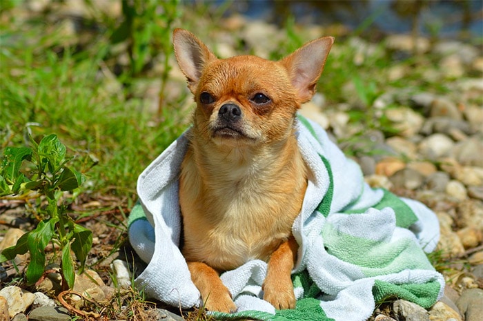additional dog towels