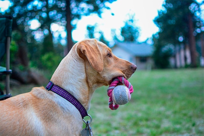 dog with ball in its mouth